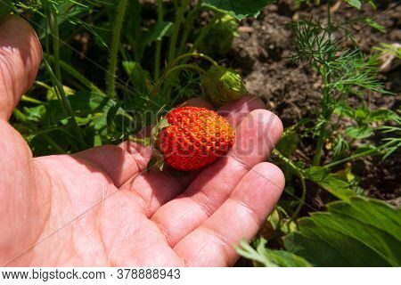 Strawberries In Growth At Garden. Ripe Berries And Foliar Strawberry Selective Focus