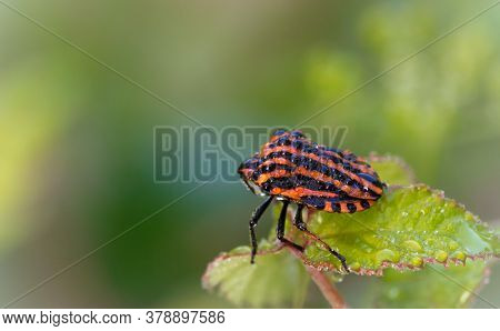 Macro Of Red Shield Bug In The Morning With Lot Of Water Drop