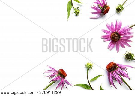 Echinacea Flower Isolated On A White Background