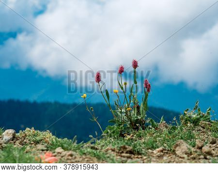 The Bushes And Weeds On The Mountain Range.