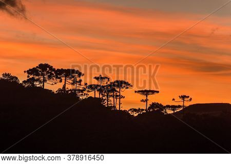 Sunrise In The Sierra Catarinense, Colorful Sky With Silhouette Of Araucarias Forest.