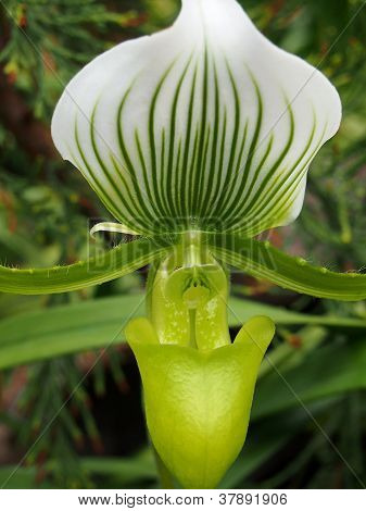 Verde & bianco orchidea