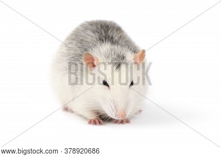 Large Funny Grey Rat Isolated On White Looking Directly Into Camera. Rodent Pets. Domesticated Rat C