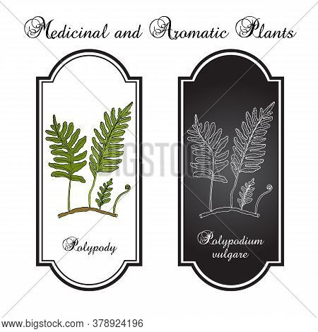 Common Polypody Polypodium Vulgare , Medicinal Plant. Hand Drawn Botanical Vector Illustration
