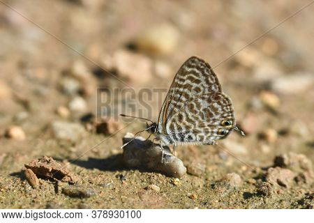 Lang\'s Short-tailed Blue Butterfly. Leptotes Pirithous, Common Zebra Blue