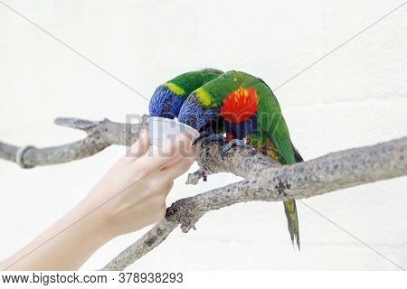 Person Zoo Worker Feeding Lorikeet Parrots. Beautiful Wild Tropical Animals Birds Sitting On Tree Br