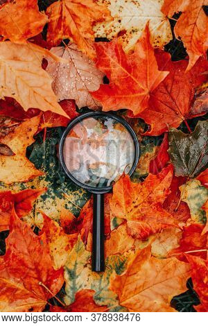 Magnifying Glass Lying On Ground Heap Of Colorful Red And Yellow Autumn Fall Maple Leaves. Education