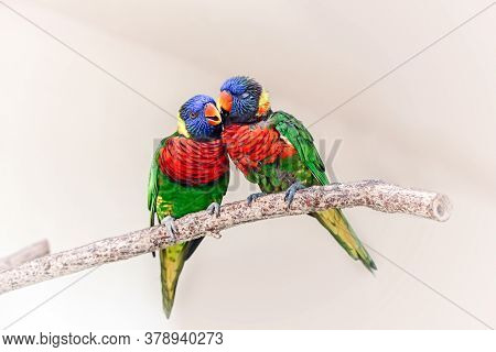 Group Couple Of Two Cute Colorful Little Lorikeet Parrots Kissing. Beautiful Wild Tropical Animals B