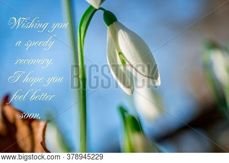 Beautiful  Bright Background With Flowers And Text