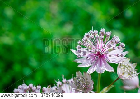 Natural Background Beautiful Spring Flowers In Garden