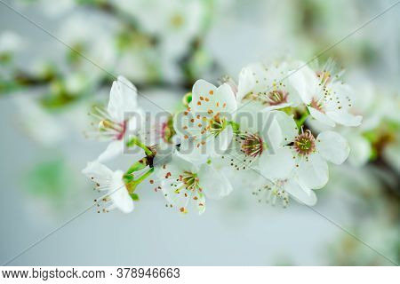 Beautiful White Spring Flower On Branch In Park