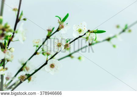 Beautiful White Spring Flower On Branch In Park
