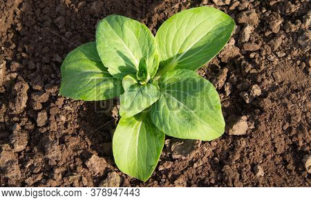 Chinese Cabbage, Bok Choy Or Pak Choy On A Farm. The Concept Of Fresh Organic Vegetables. Seedlings.
