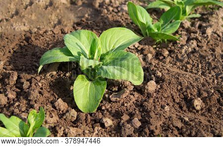 Chinese Cabbage, Bok Choy Or Pak Choy On A Farm. The Concept Of Fresh Organic Vegetables. Seedlings.