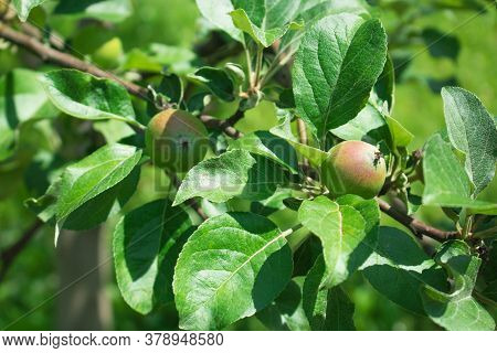 Close Up Of Fresh Red Apple On Tree Covered With Leaves And Green And Blue Blurred Background. Red S