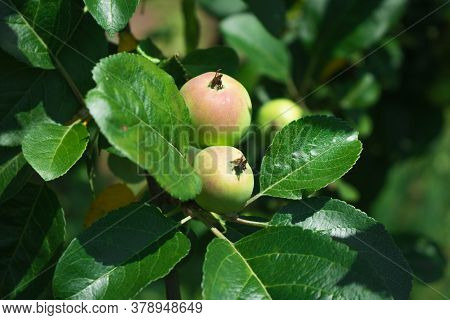Close Up Of Fresh Red Apple On Tree Covered With Leaves And Green And Blue Blurred Background. Red S