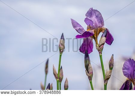 Beautiful  Bright Natural Background With Flowers In Garden