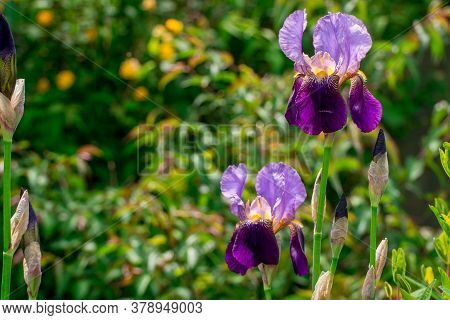 Beautiful Spring Flowers On Natural Background In Garden