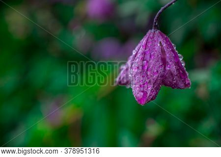 Beautiful  Bright Natural Background With Flowers In Garden