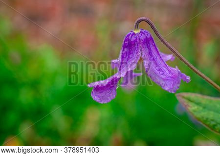 Beautiful  Bright Natural Background With Flowers In Garden