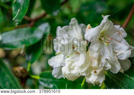 Beautiful  Bright Natural Background With Flowers In Garden