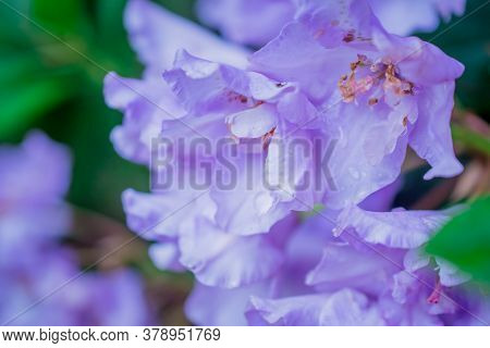 Beautiful  Bright Natural Background With Flowers In Garden