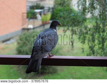 Wood Pigeon Bird Animal
