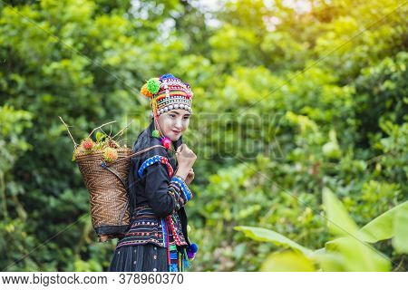 Hilltribe Farmers Harvest Products From Rambutan.