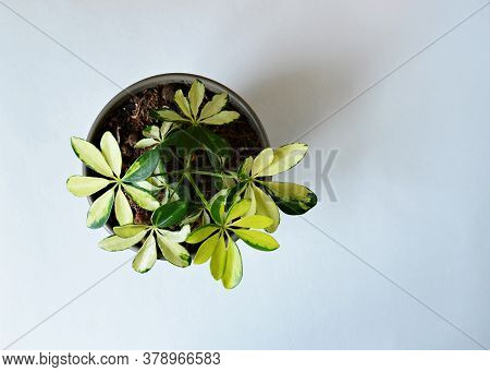 Green House Plant Shefflera In Brown Pot Over White
