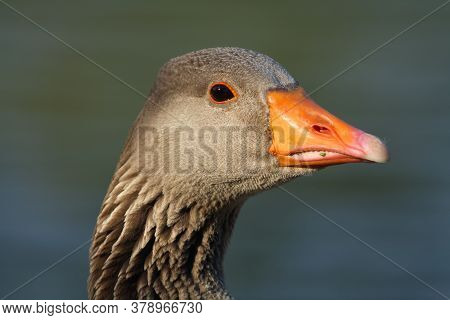 The Greylag Goose (anser Anser) Portrait .portrait Of A Wild Goose With An Orange Beak.