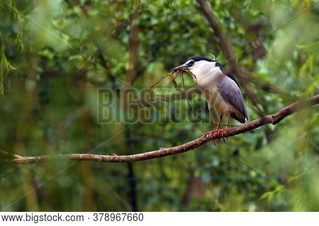 The Black-crowned Night Heron (nycticorax Nycticorax), Commonly Night Heron, Birds On The Branch Wit