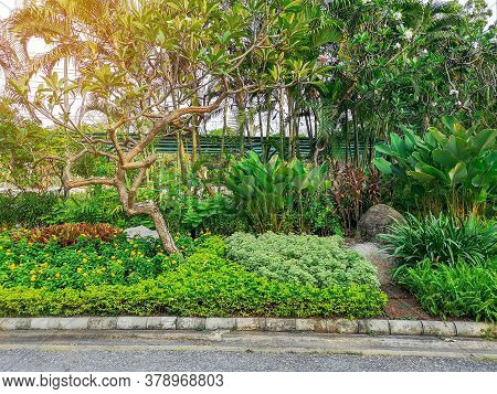 Fresh Green Shrubs And Colorful Bush In A Garden, Trees On Background, Good Care Maintenance Landsca
