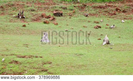 Old Cut Roots Of Trees Isolated In The Dam  Catchment  Area....