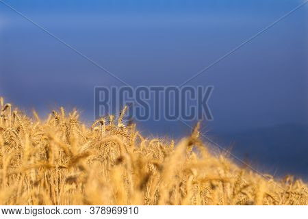 Field Of Wild Of Weat Scenery View As A Background