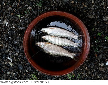 Fresh Raw Fish Kept In Clay Pot