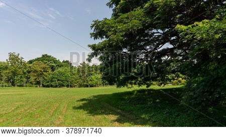 The Greenery Leaves Branches Of Big Rain Tree Sprawling Cover On Green Grass Lawn Under Blue Sky And