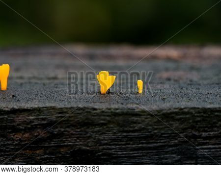 A Tiny Yellow Color Parasitic Plant On A Decaying Plank
