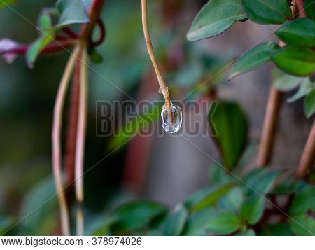 Sticky Jelly- Like Mucilage Formed On The Roots Of Indian Rhododendron Plant
