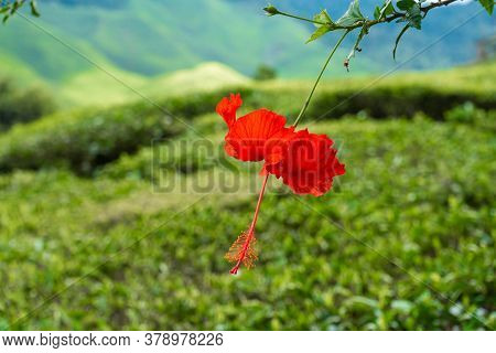 Hibiscus Flowers In The Wild, Against The Backdrop Of Green Hills.