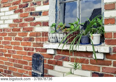 Vases With Indoor Plants Stand On An Old Rural Window Outdoors Against A Red Brick Wall. Row Of Flow