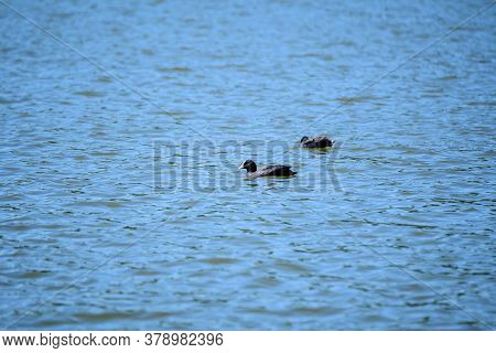Black Eurasian Coot Birds Also Known As Common Or Australian Coot, Swiming On A Lake In A Sunny Summ