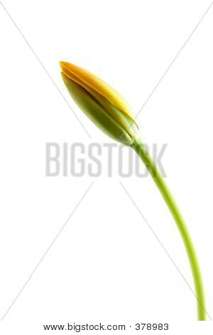 Žlutý Tulipán