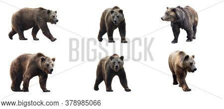 Set Of Brown Bears Isolated On White Background. Collage Of A Dangerous Predator Bear. Banner. Copy 