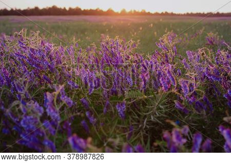 Purple Lilac Curly Tall Flowers In A Field At Sunset Day.