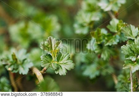 Young Spring Green Leaf Leaves Of Gooseberry, Ribes Uva-crispa Growing In Branch Of Forest Bush Plan