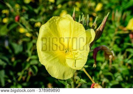 Yellow Flower And Green Leaves Of Oenothera Plant, Commonly Known As Evening Primrose In A Garden In