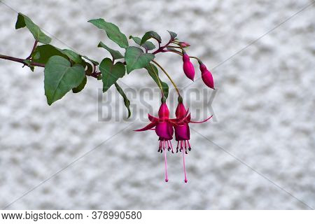 The Beautiful Fuchsia Sprig With Green Leaves In The Blurred Gray-white Background