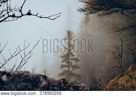 Hochlantsch Mountain In The Fischbach Alps, Austria. Lost Spruce In White Fog And Rainy Weather In T