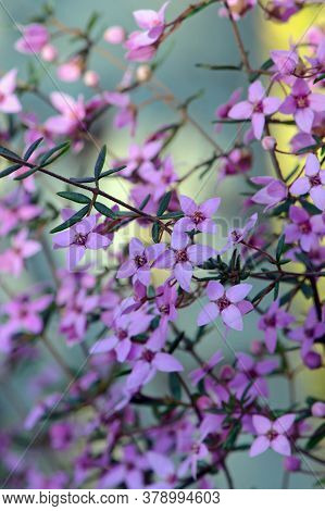 Pink Flowers Of Australian Native Boronia Ledifolia, Family Rutaceae. Growing In Woodland In The Roy