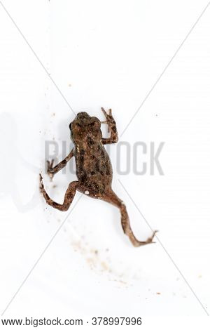 Portrait Of A Close-up Of A Common Toad Bufo Bufo